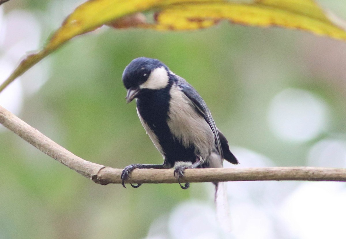 Cinereous Tit - ML617370681