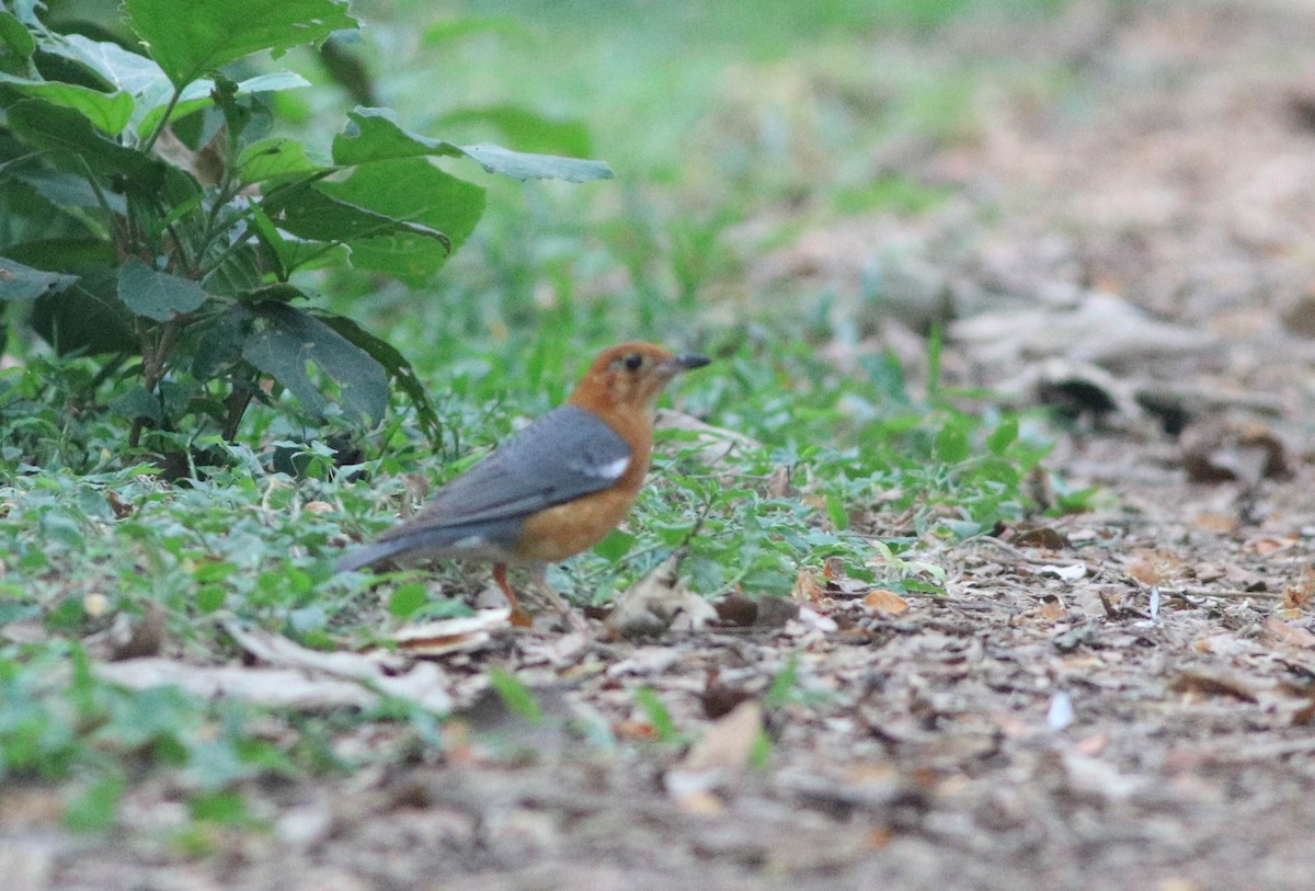 Orange-headed Thrush - Samim Akhter