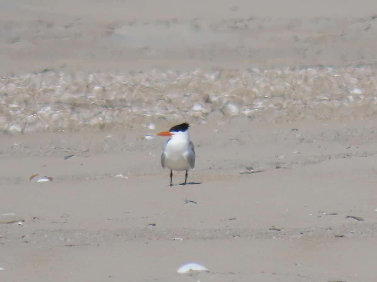 Royal Tern - ML617370716