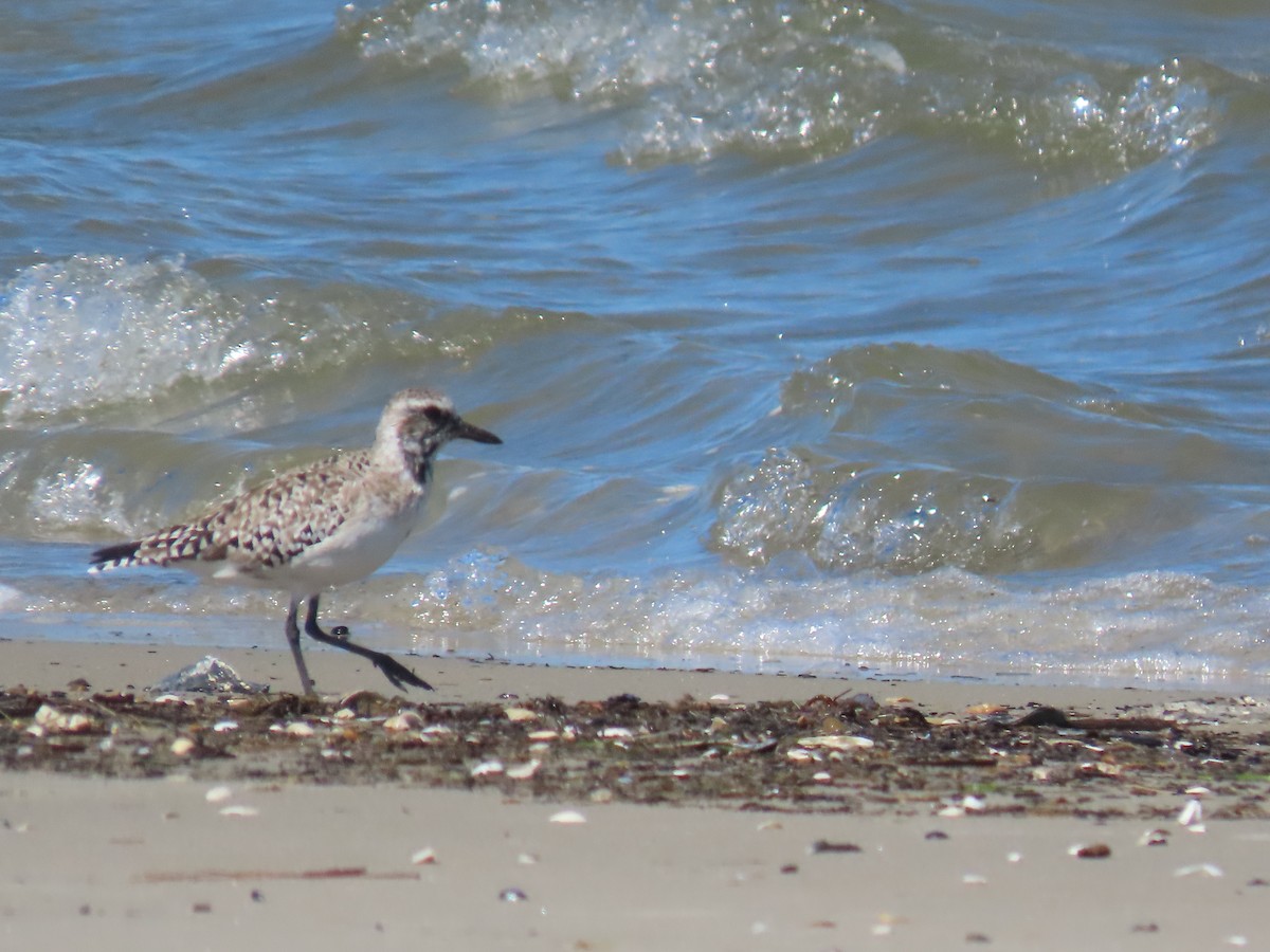 Black-bellied Plover - ML617370740