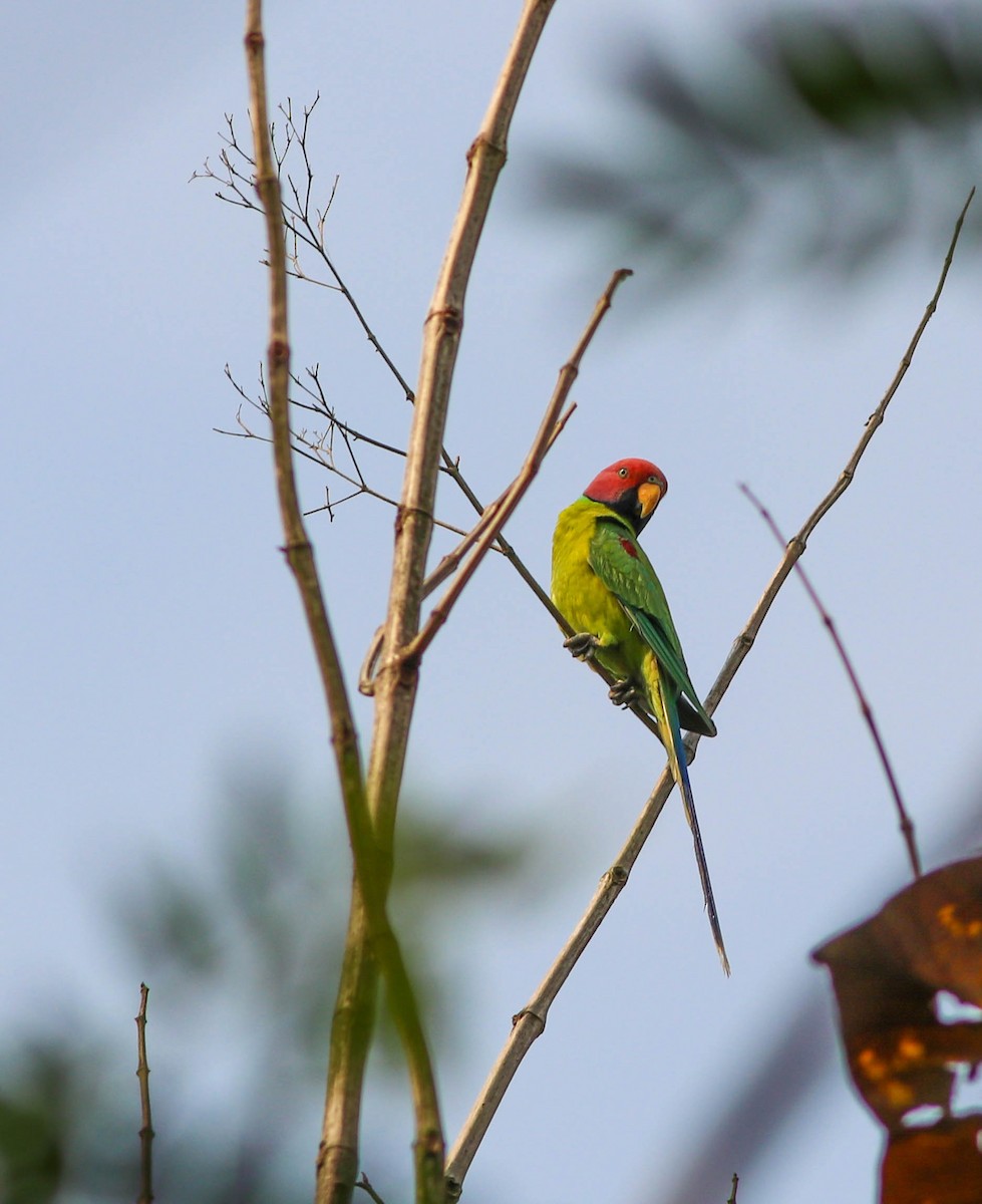 Plum-headed Parakeet - ML617370745