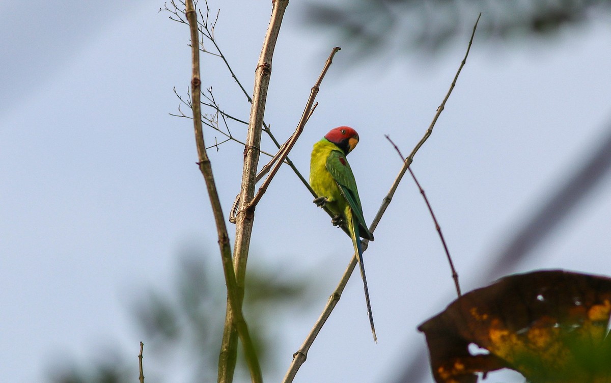 Plum-headed Parakeet - Samim Akhter