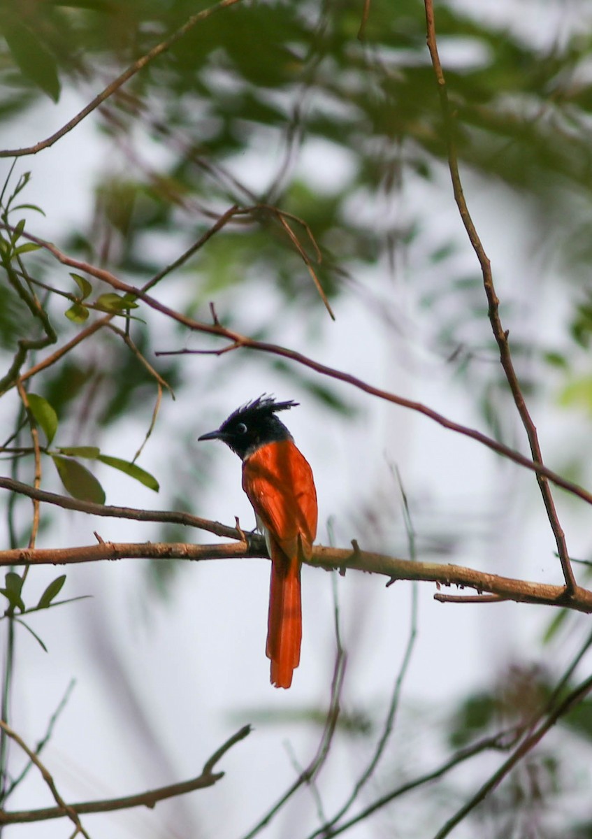 Indian Paradise-Flycatcher - ML617370749