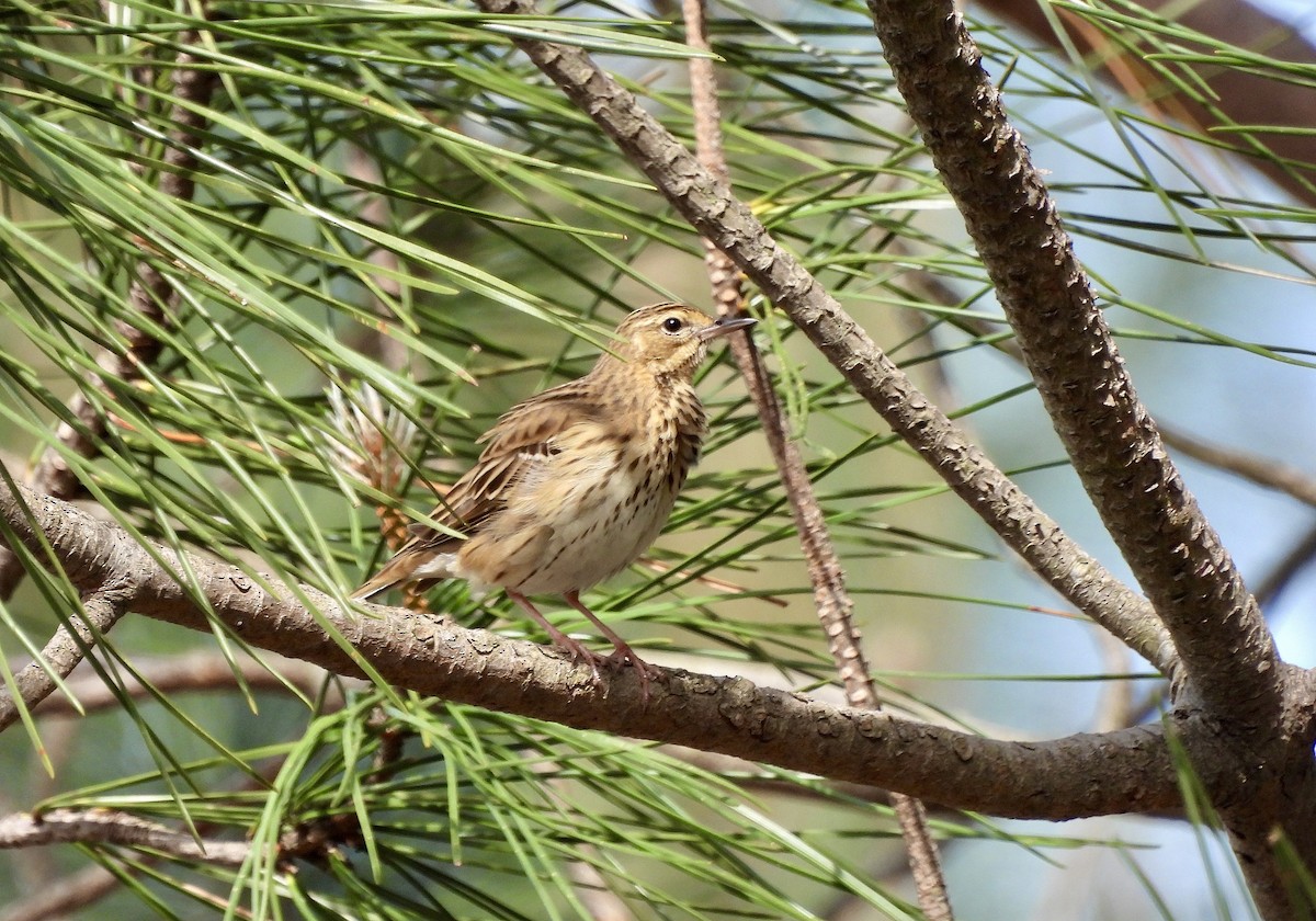 Tree Pipit - ML617370765