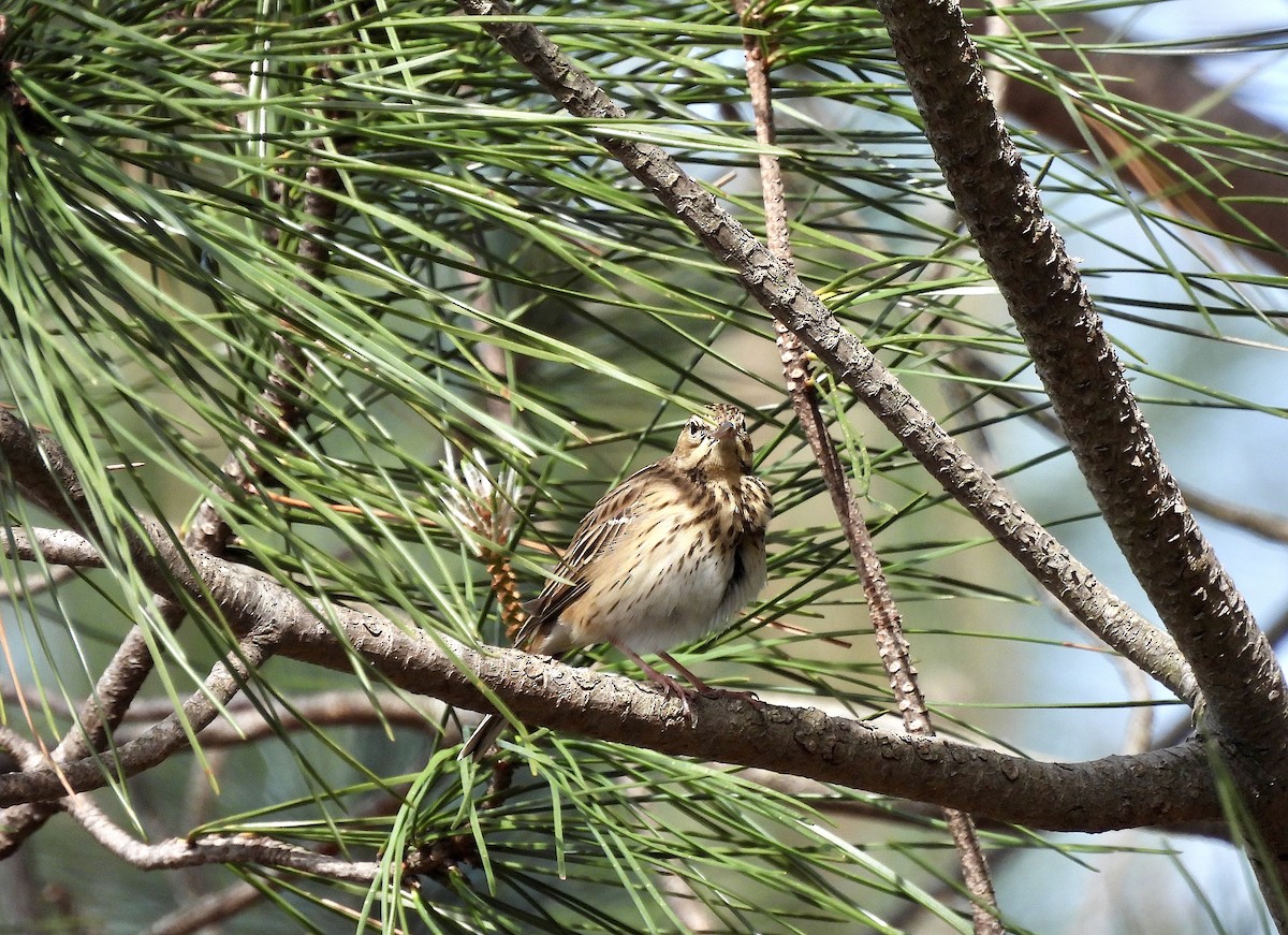 Tree Pipit - ML617370779