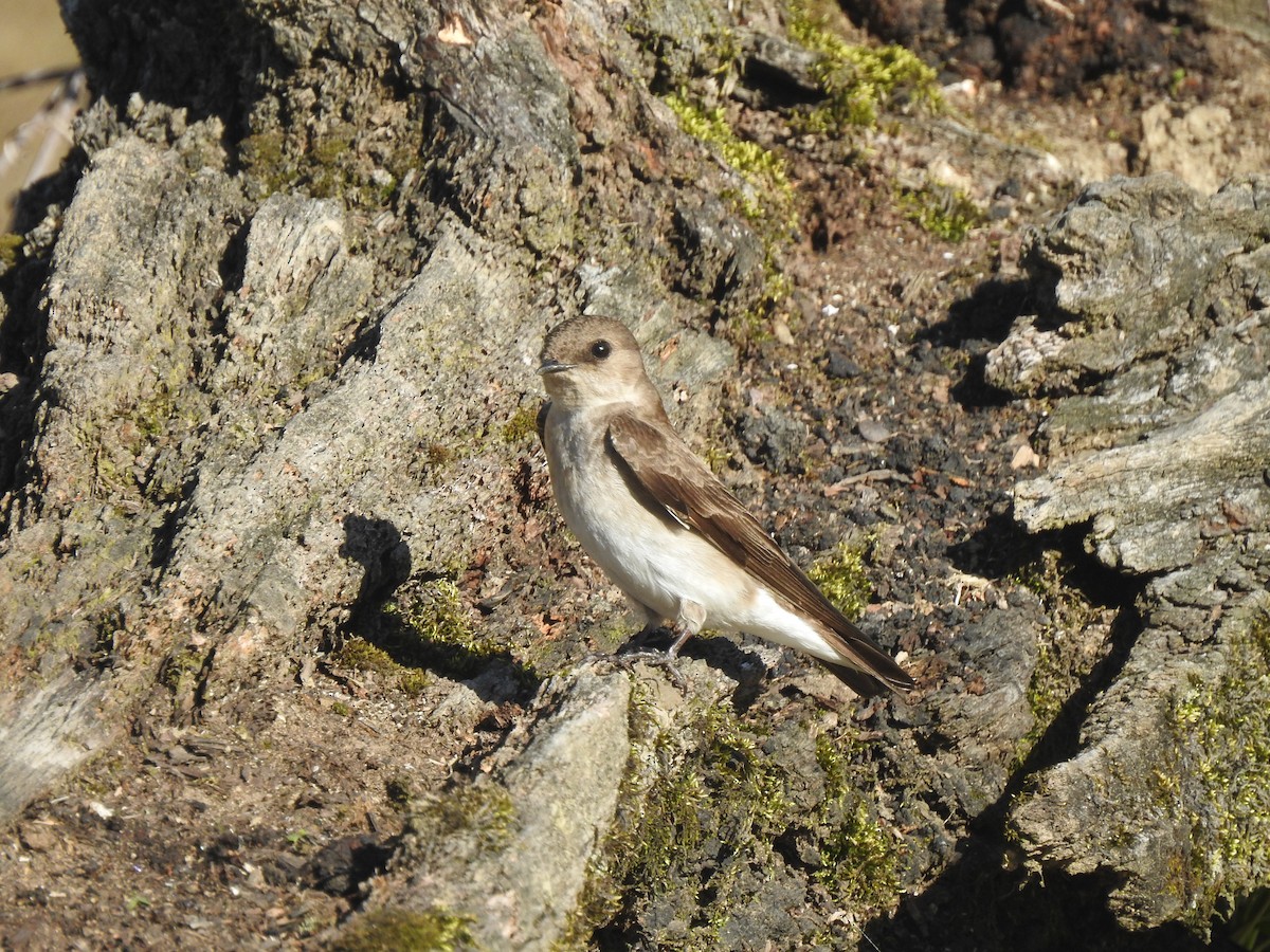 Northern Rough-winged Swallow - ML617370798