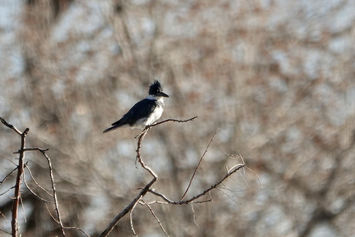 Belted Kingfisher - ML617370823