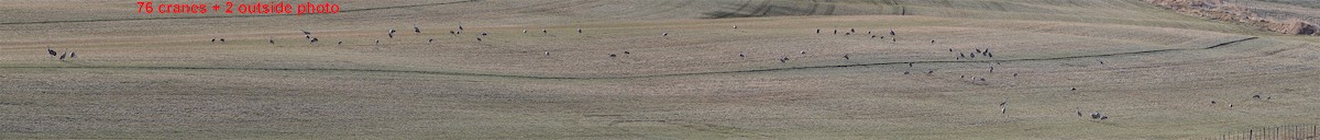 Sandhill Crane - ML617370833