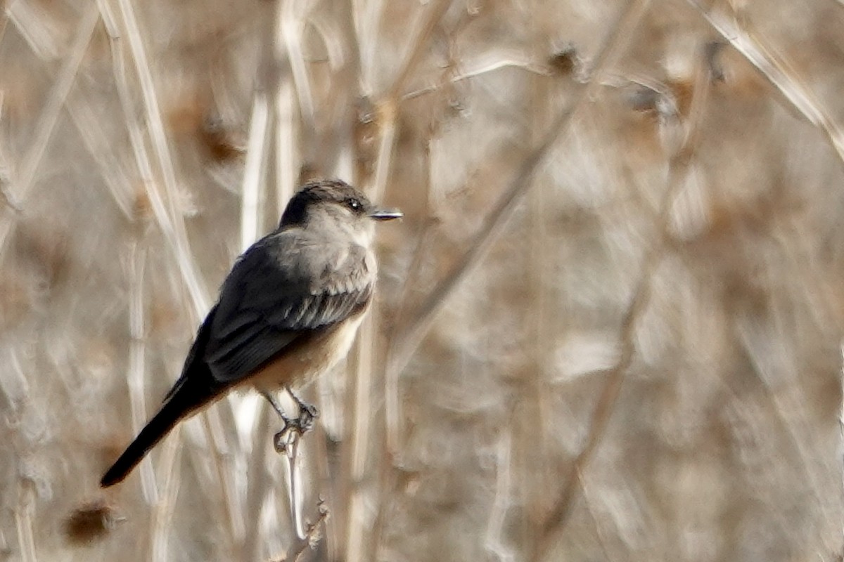 Say's Phoebe - ML617370873