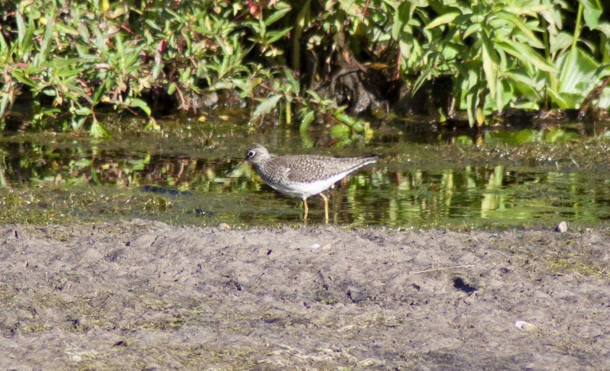 Solitary Sandpiper - ML617370906