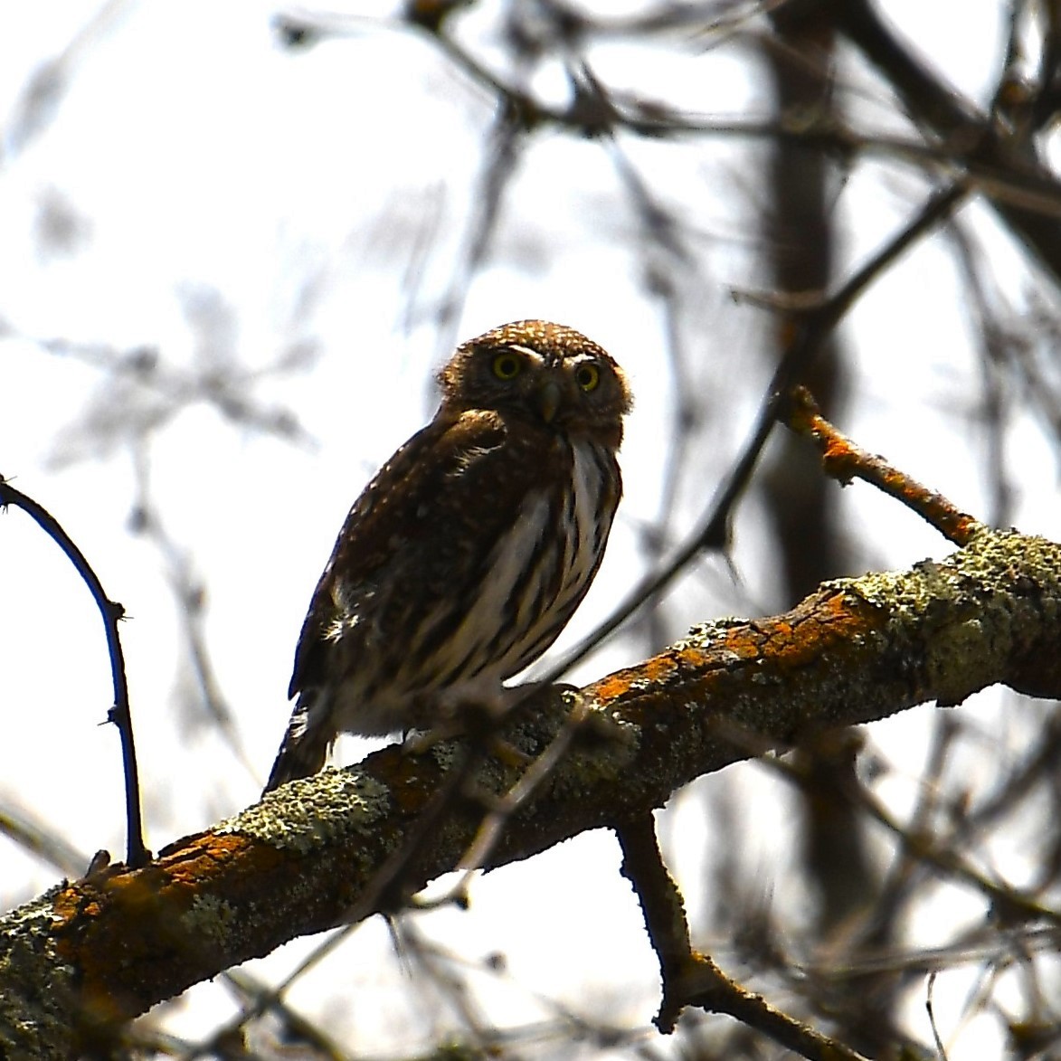 Northern Pygmy-Owl - ML617370912
