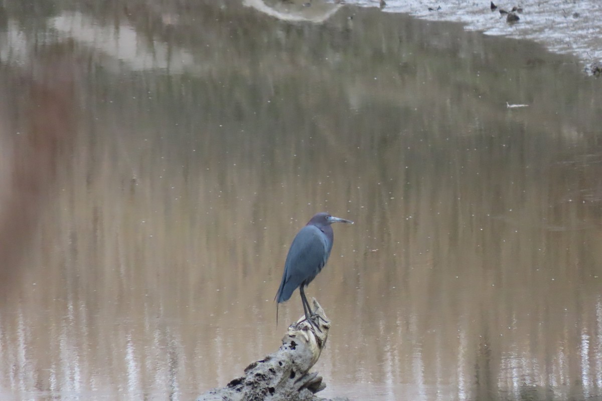 Little Blue Heron - ML617370914