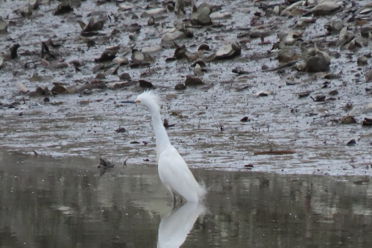 Snowy Egret - ML617370926