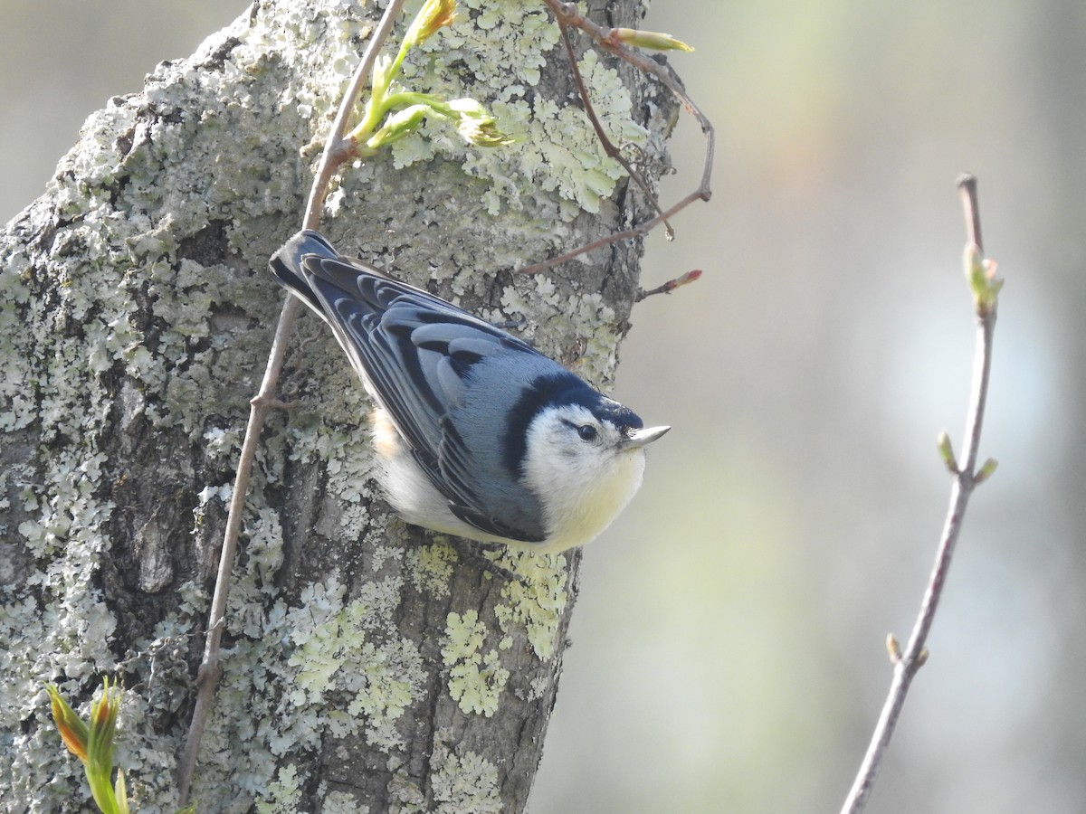 White-breasted Nuthatch - ML617370938