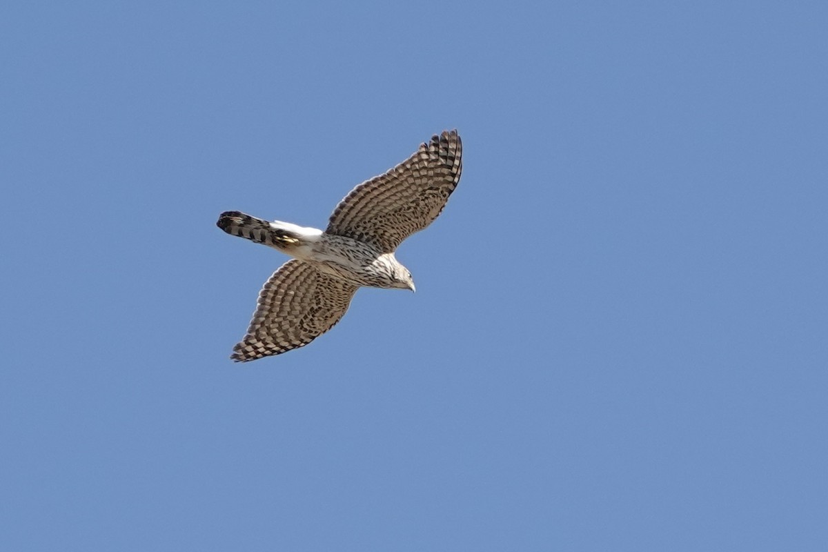 Cooper's Hawk - ML617370941