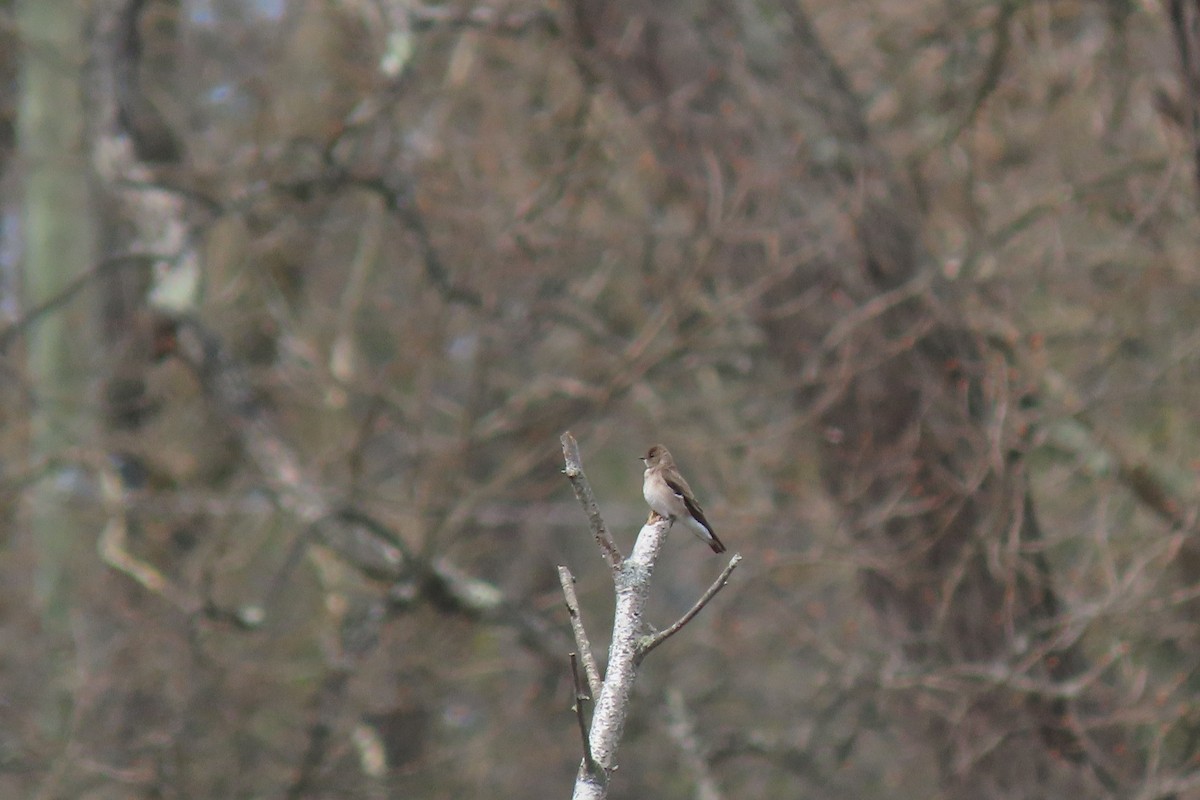 Northern Rough-winged Swallow - ML617370950