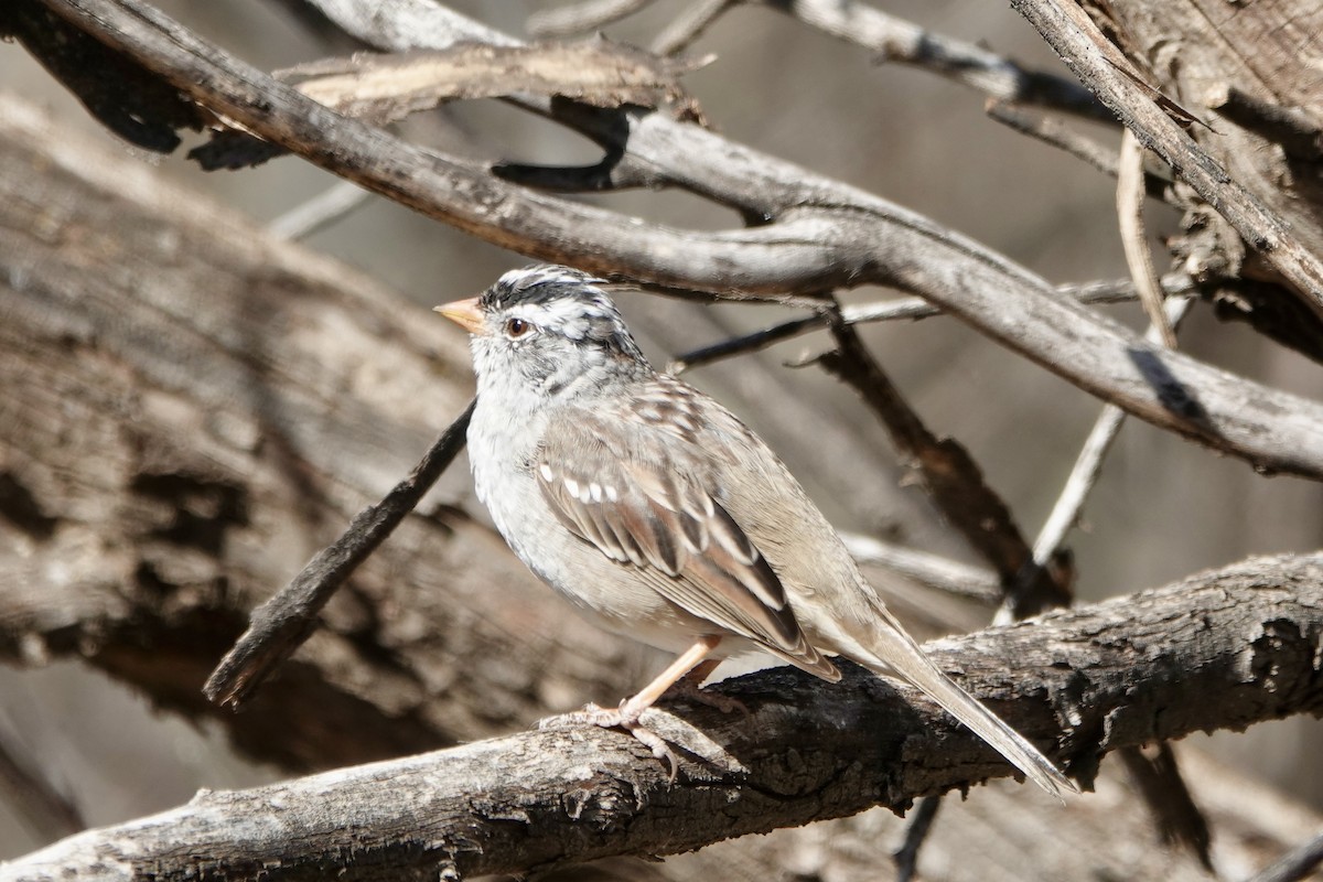 White-throated Sparrow - ML617370957