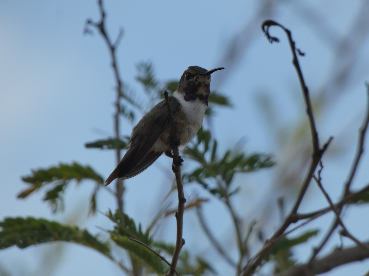 Colibrí de Inagua - ML617370975