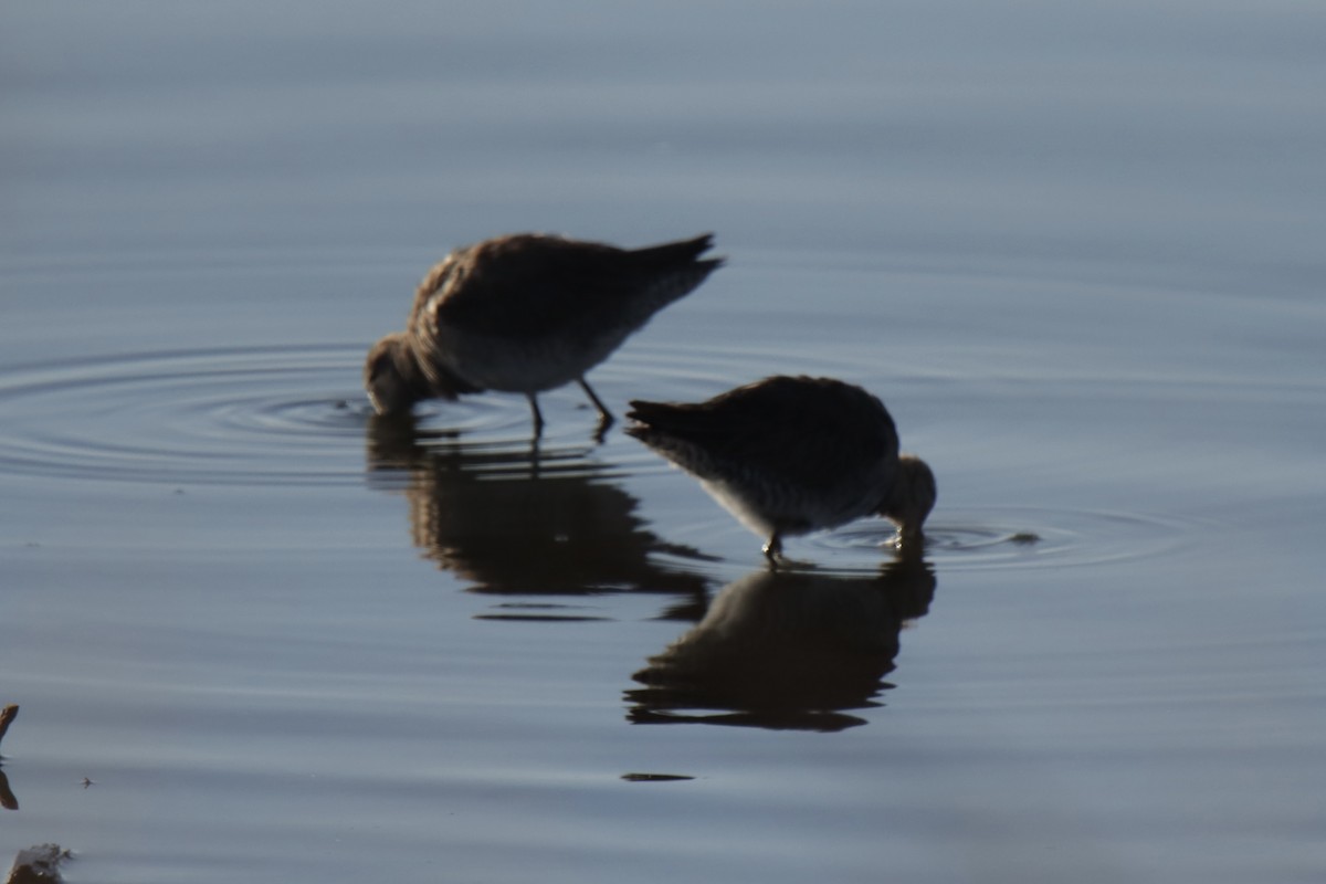 Long-billed Dowitcher - ML617370985