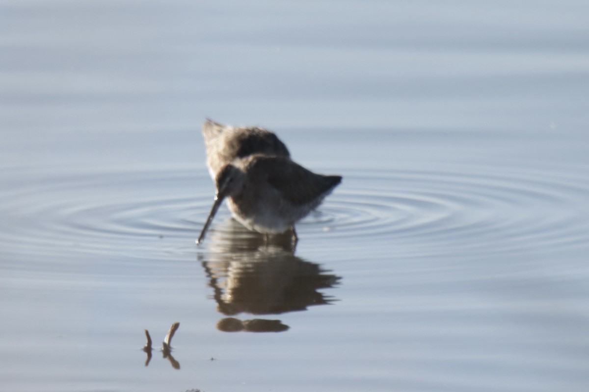 Long-billed Dowitcher - ML617370987