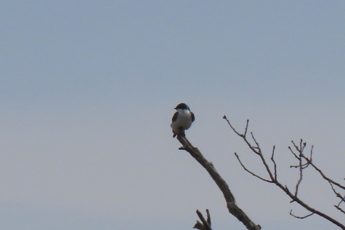 Golondrina Bicolor - ML617371007