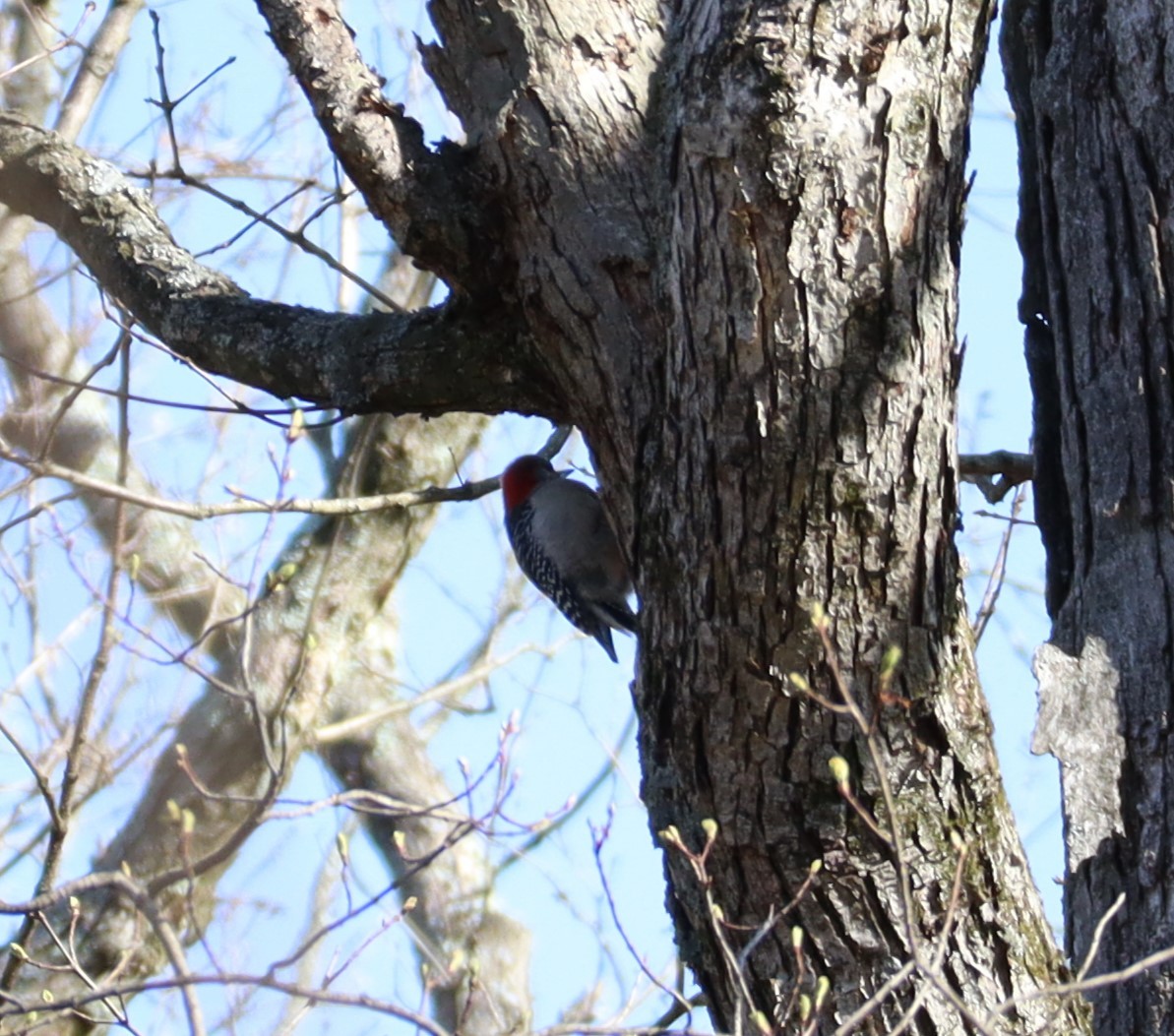 Red-bellied Woodpecker - ML617371008