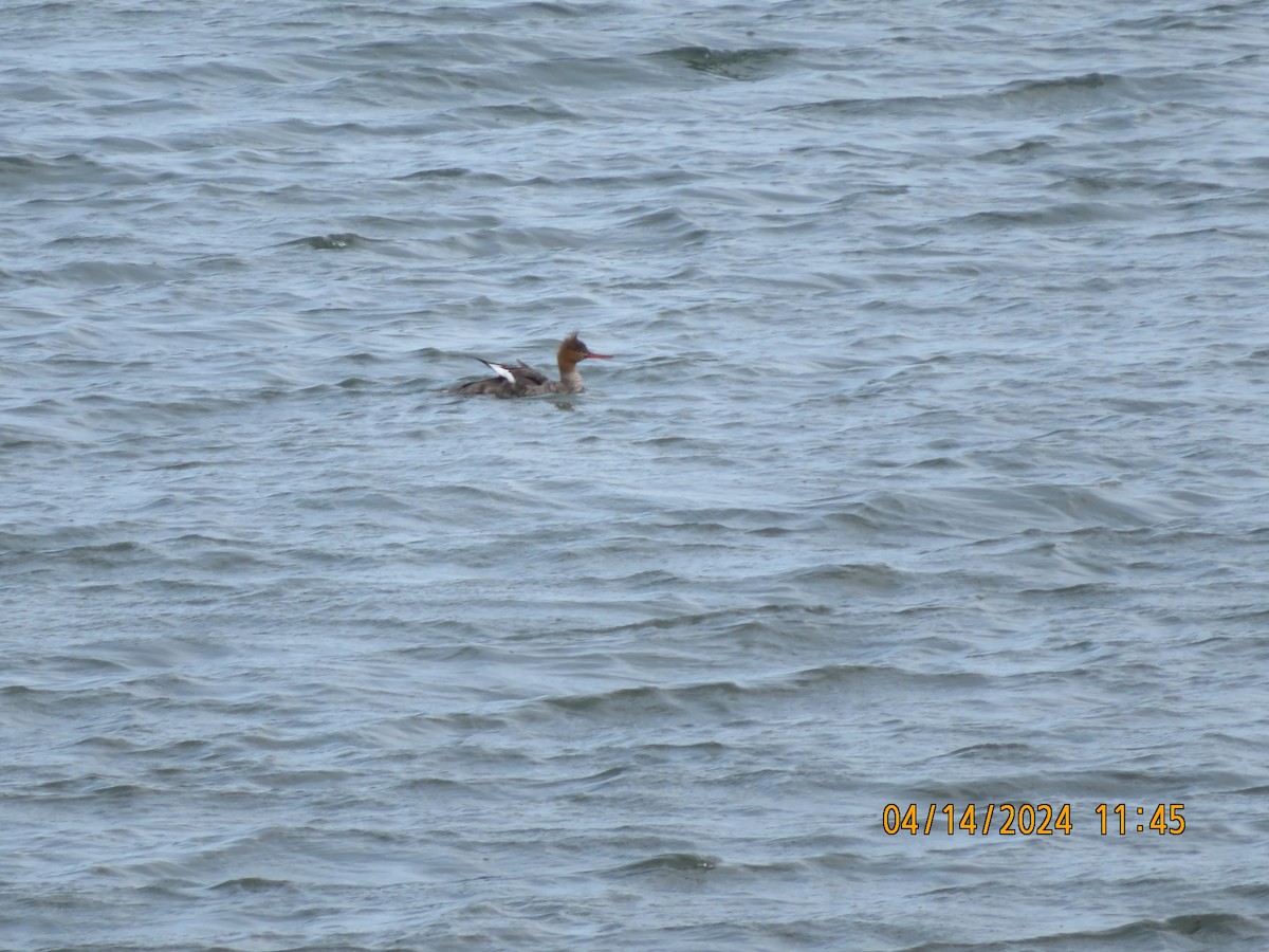 Red-breasted Merganser - ML617371012