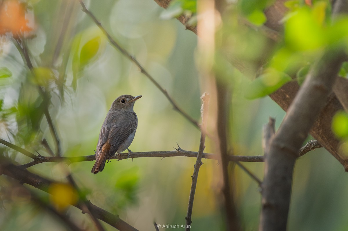 Rusty-tailed Flycatcher - Anirudh Arun