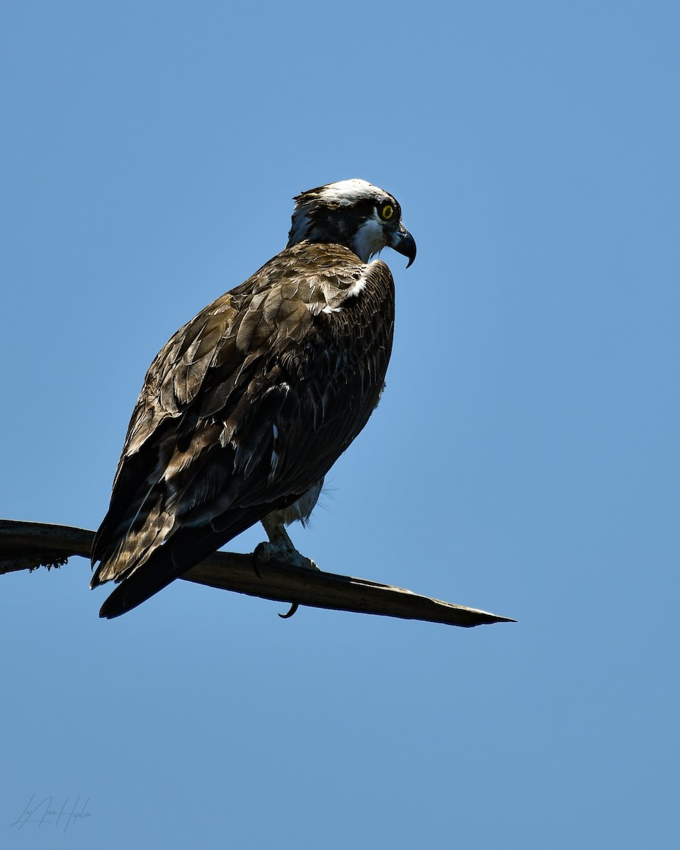 Águila Pescadora - ML617371060