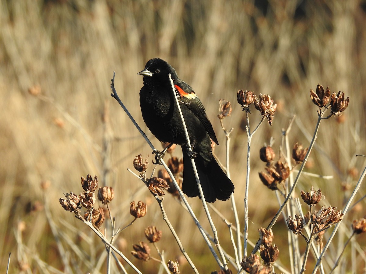 Red-winged Blackbird - ML617371070