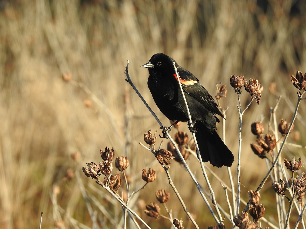 Red-winged Blackbird - ML617371081