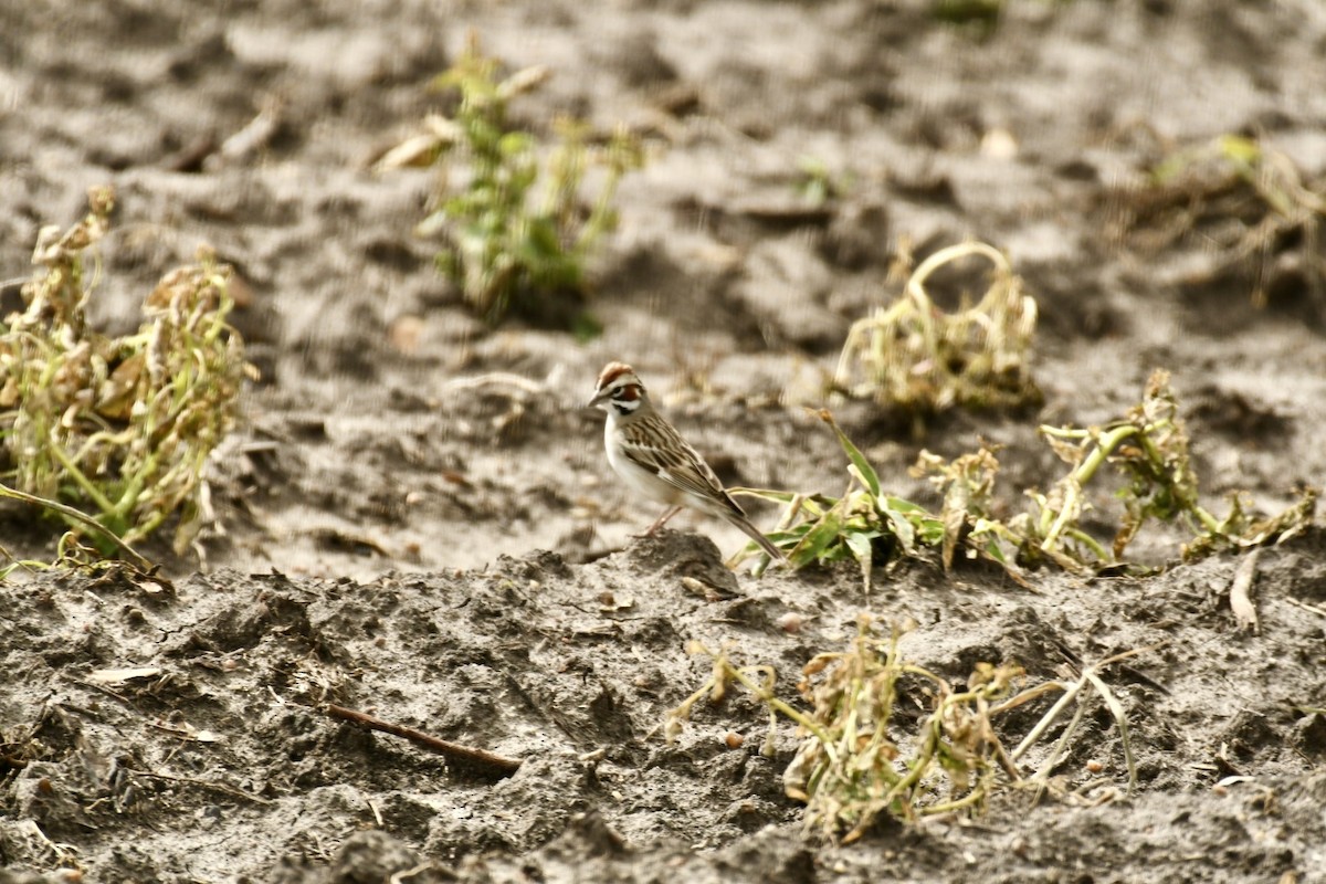 Lark Sparrow - ML617371084