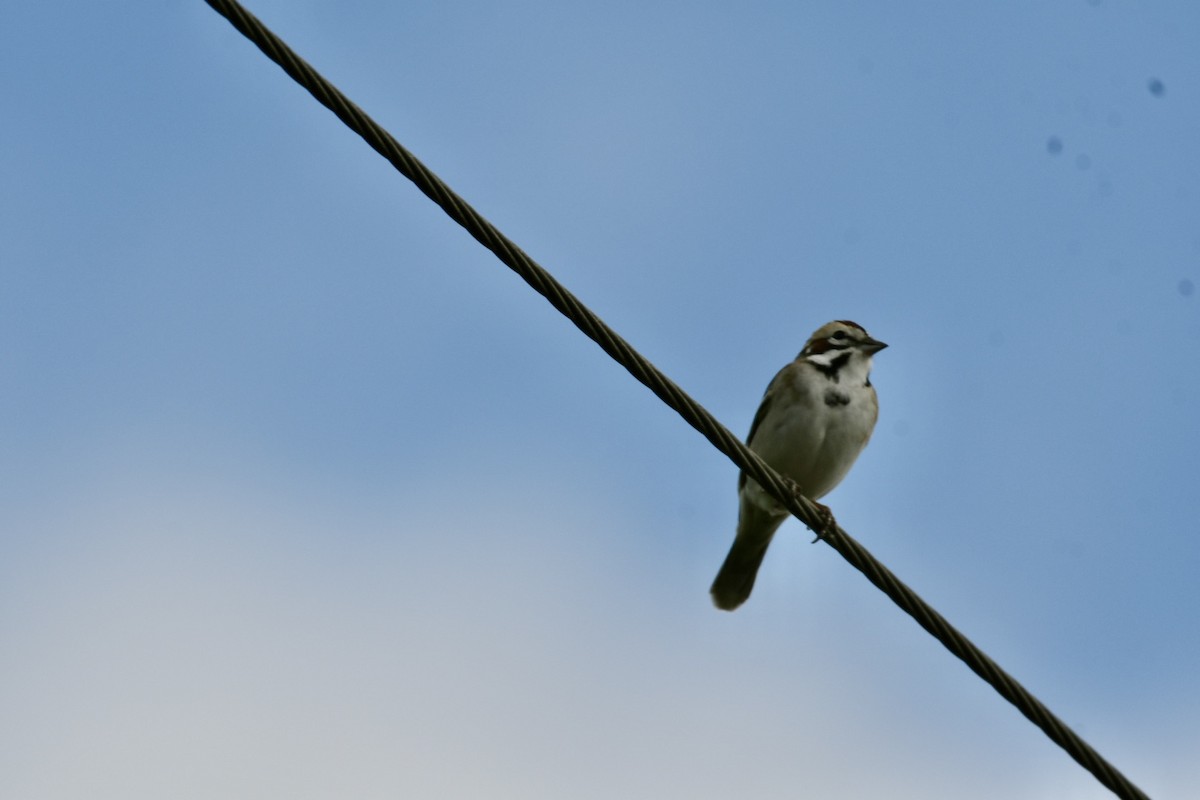 Lark Sparrow - ML617371086