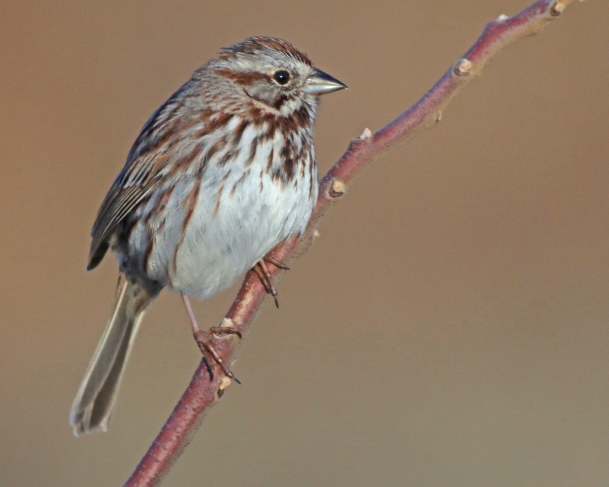 Song Sparrow - ML617371121