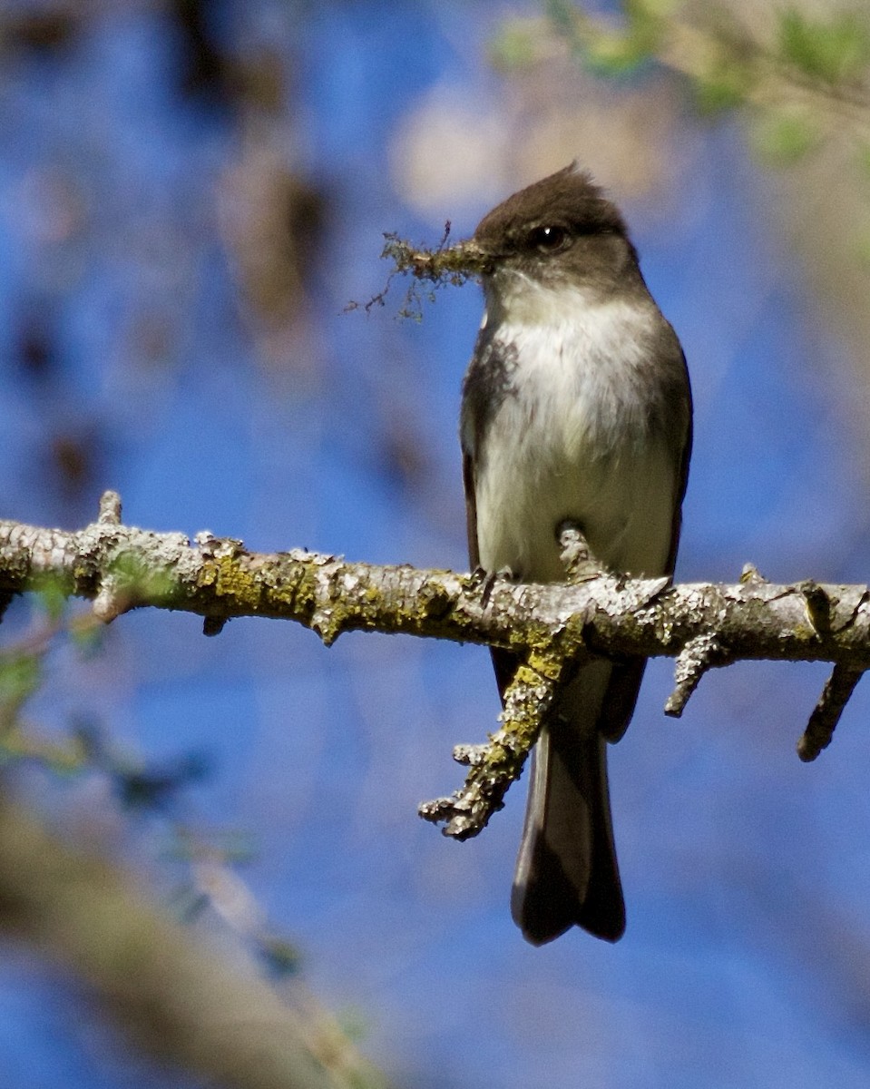 Eastern Phoebe - ML617371142