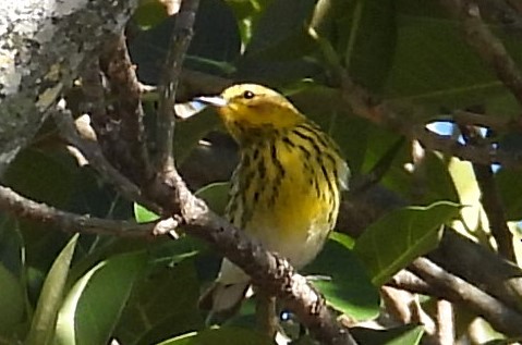 Cape May Warbler - ML617371201