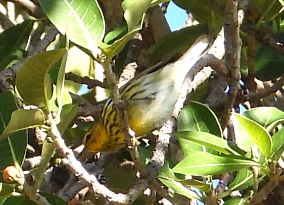 Cape May Warbler - ML617371202