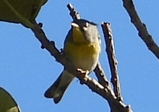 Northern Parula - ML617371212