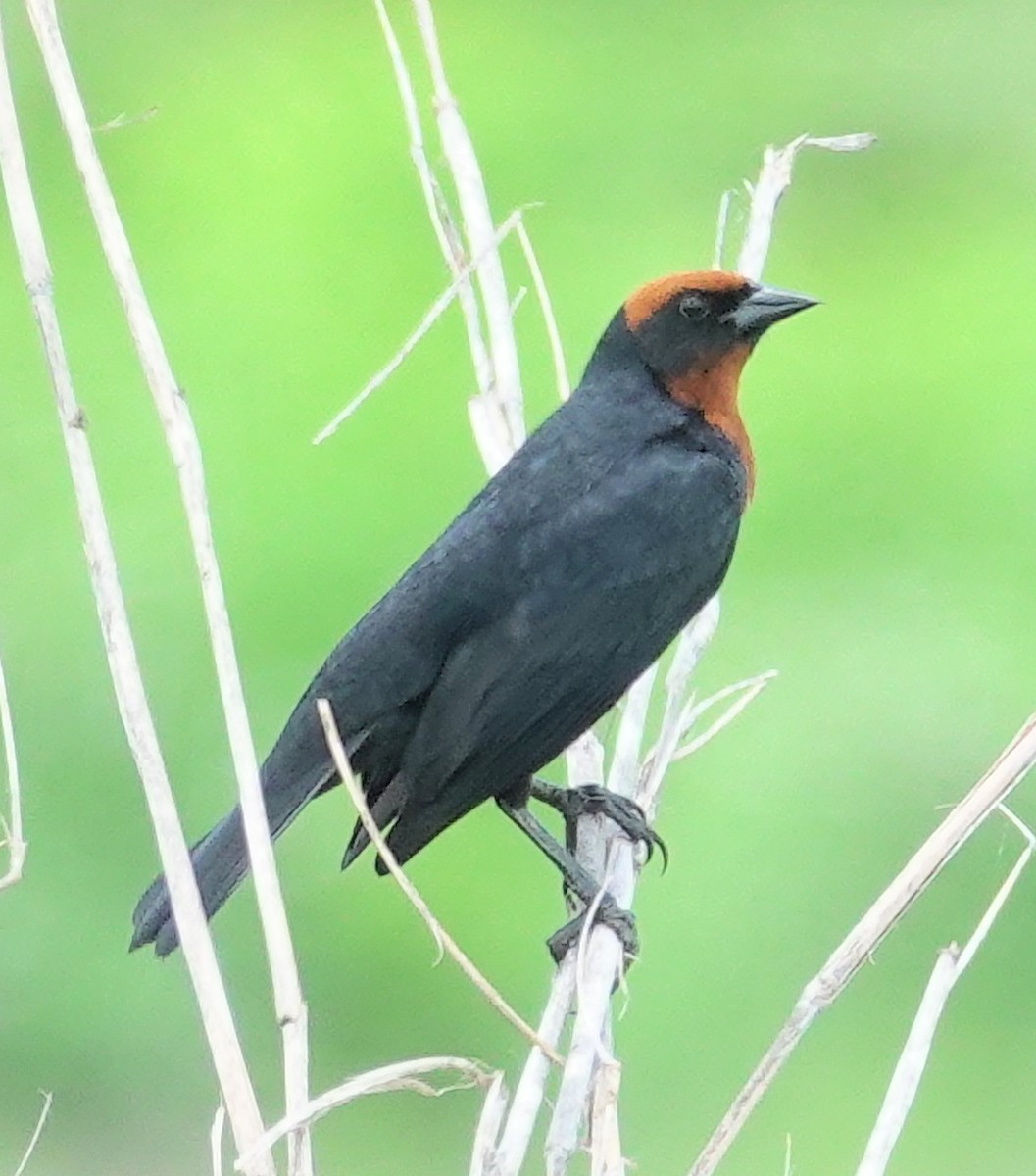 Chestnut-capped Blackbird - Joey Kellner