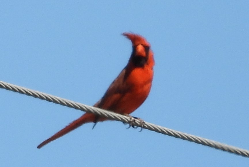 Northern Cardinal - ML617371259