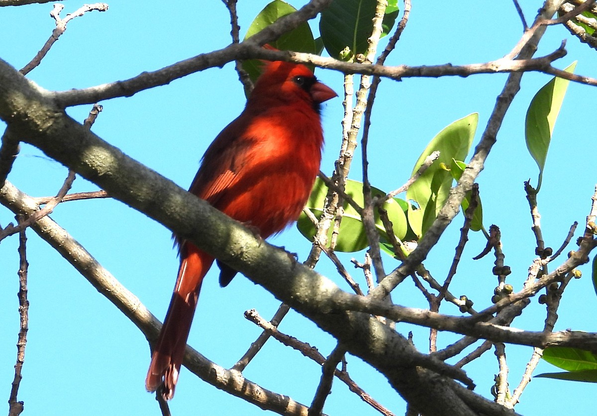 Northern Cardinal - Chuck Hignite