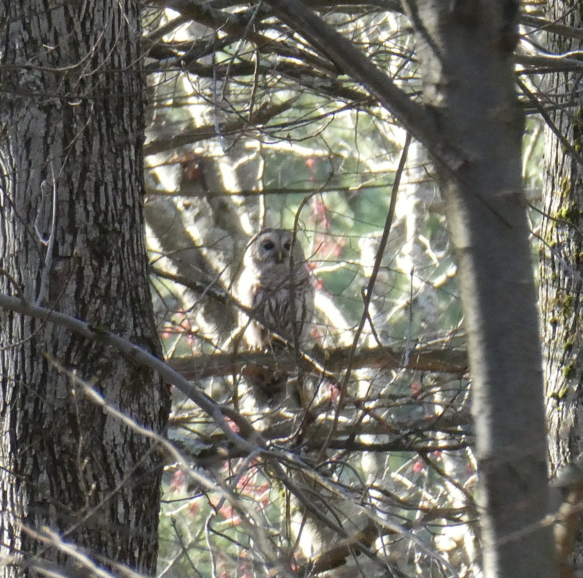 Barred Owl - Ron Schlegel