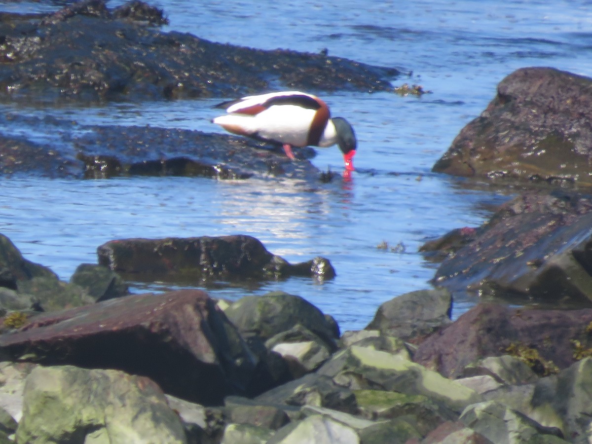 Common Shelduck - ML617371296