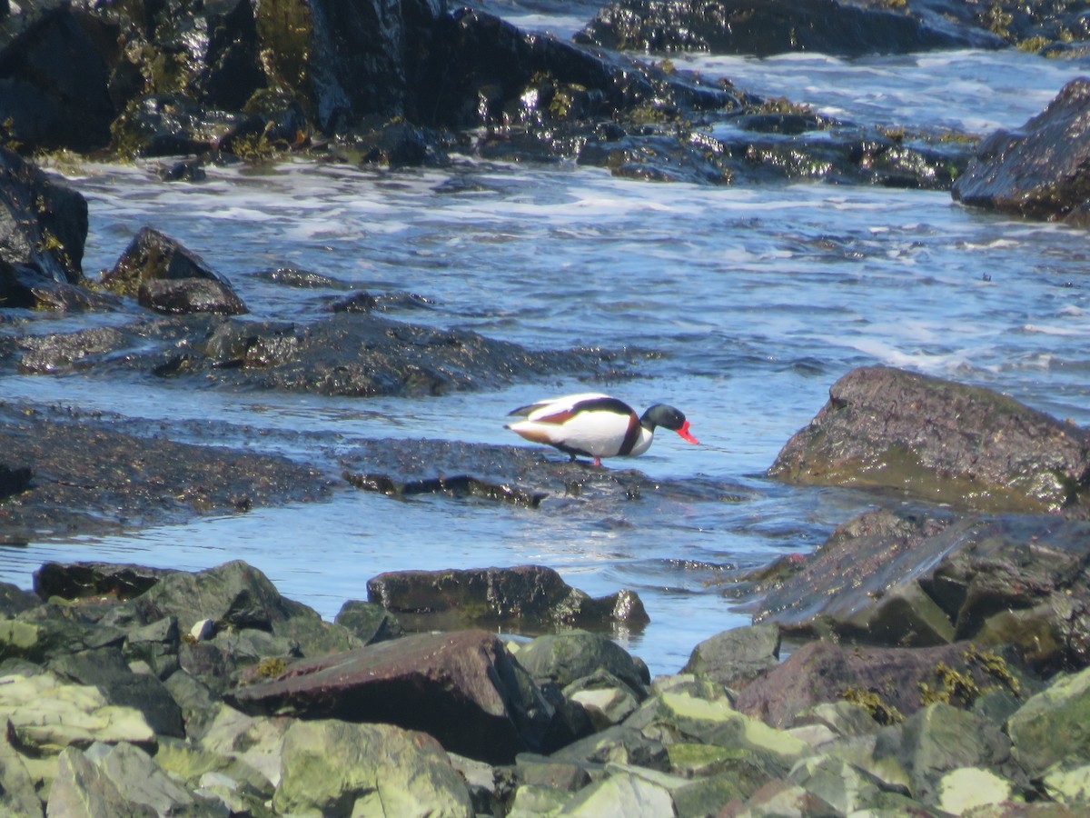 Common Shelduck - ML617371298