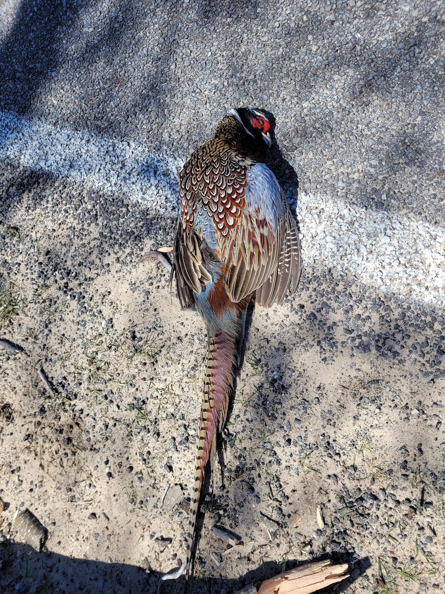 Ring-necked Pheasant - Brian Brosky