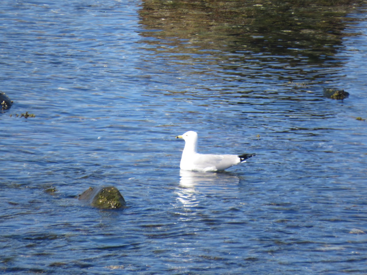 Herring Gull - Bessie Merrigan