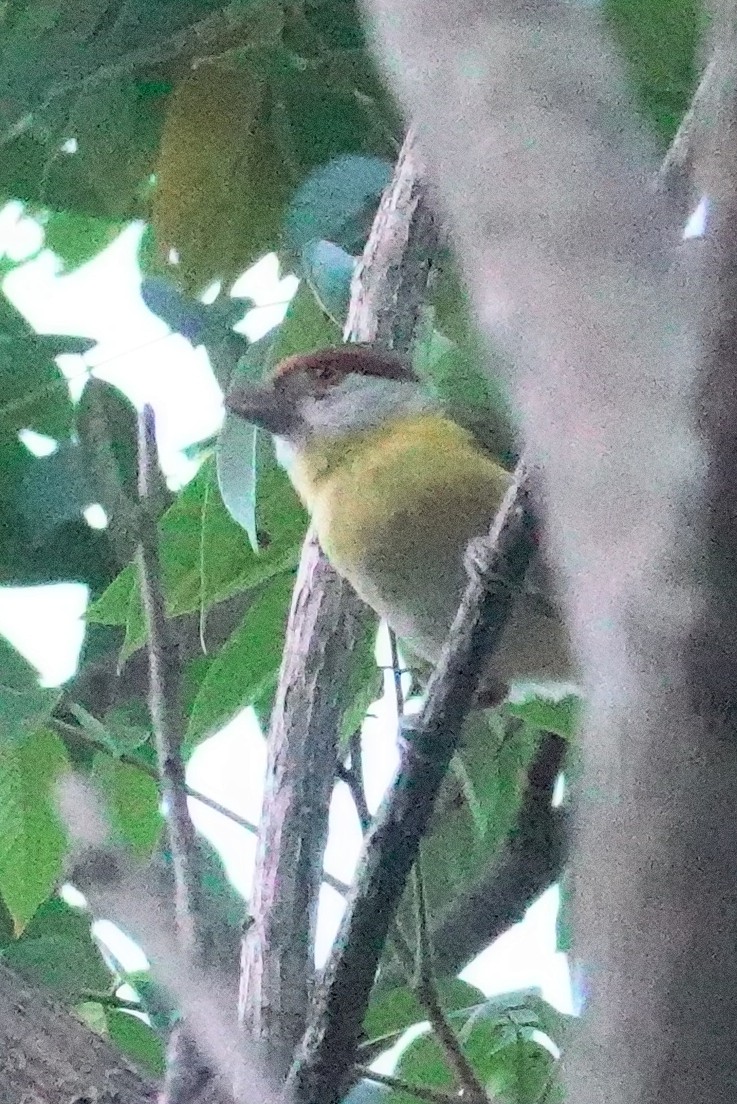 Rufous-browed Peppershrike (Chaco) - Joey Kellner