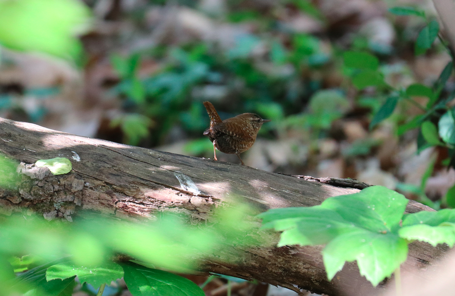 Winter Wren - ML617371396