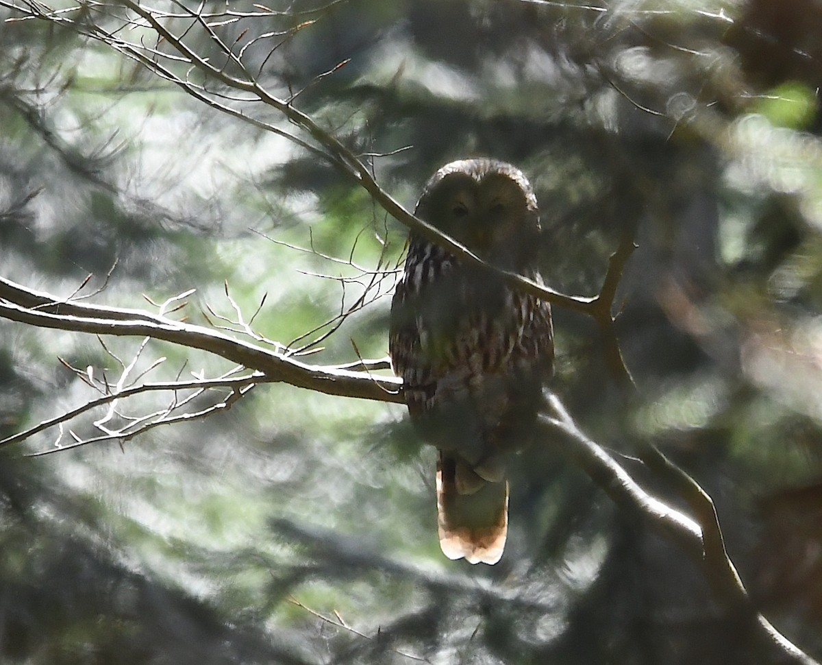 Ural Owl - Василий Калиниченко