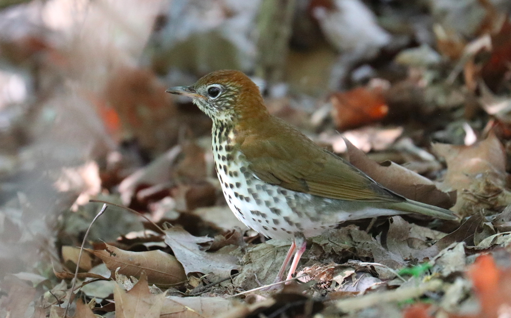 Wood Thrush - ML617371462